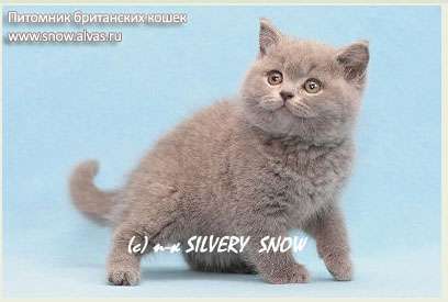 Британские котята. Питомник Silvery Snow