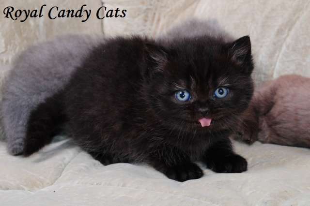 Чёрные и шоколадные  британские котята 