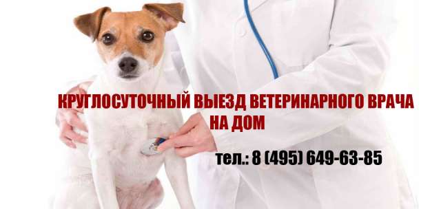 Круглосуточный ветеринар на дом в Москве и МО