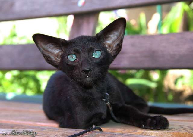 Ориентальные котята, белого,черного и пятнистого окраса.