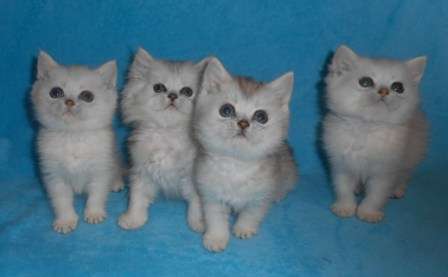 Серебристые британские котята