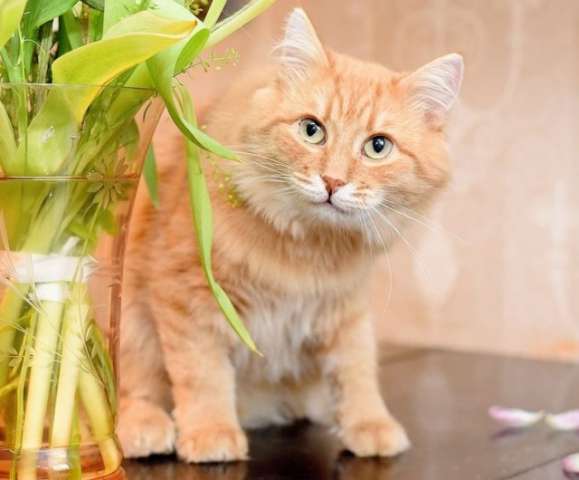 Антон Павлович, шикарный рыжий кот в дар.