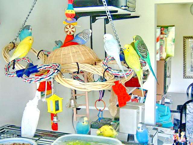 Волнистые попугаи - птенцы и взрослая птицы, домашнего