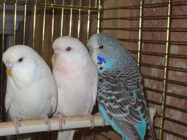 Чехи -волнистые попугаи