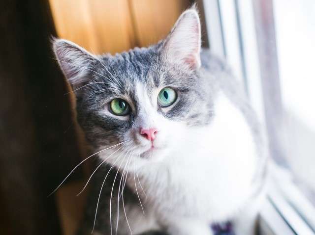 Чудо природы по имени Веня! Эксклюзивный котик с забавными косыми глазками в дар.