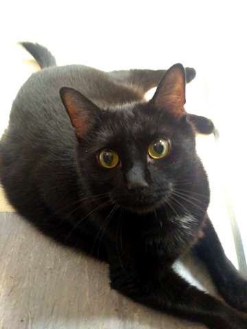 Отдам в добрые руки шикарного черного кота(2 года)!!