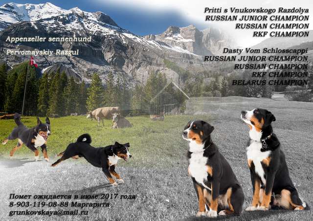 Ожидается помет щенков Породы Аппенцеллер зенненхунд (Швейцарская пастушья собака).