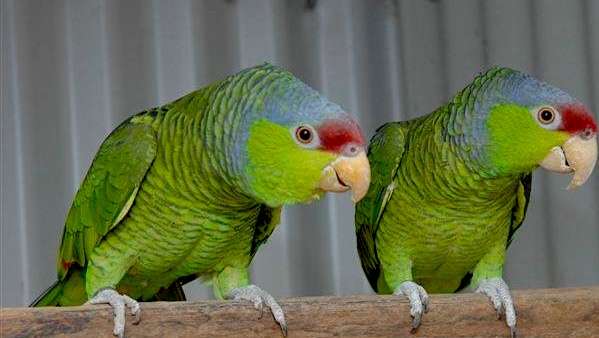   Синешапочный амазон (Amazona finschi) - ручные птенцы из питомника