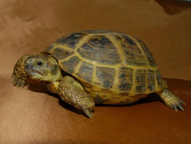 Черепаха сухопутная среднеазиатская