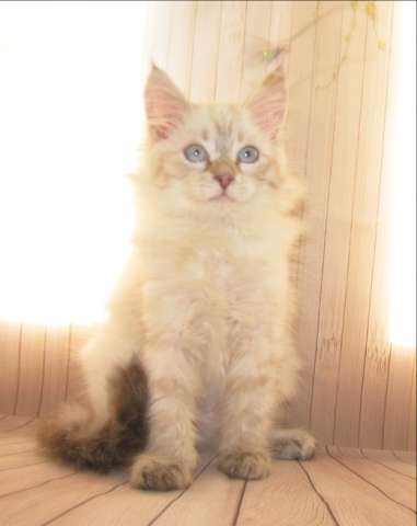 Сибирские котята невского маскарадного и традиционного окраса