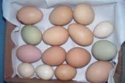 Свежие и плодородные яйца попугай для продажи