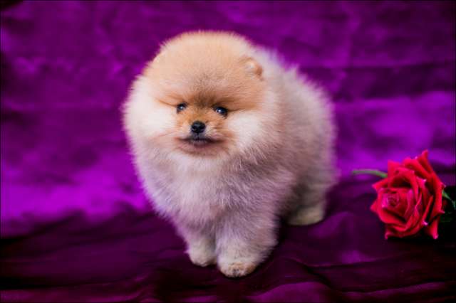 Продается щенок  породы померанский шпиц миниатюрный, девочка по имени БОГЕМА ЛАКШЕРИ