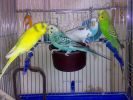 Очень красивые, разнацветные молодые волнистые попугаи