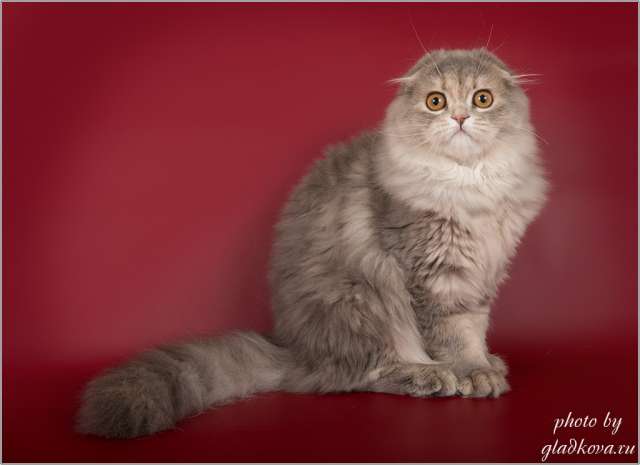 Невероятно красивые котята шотландской породы