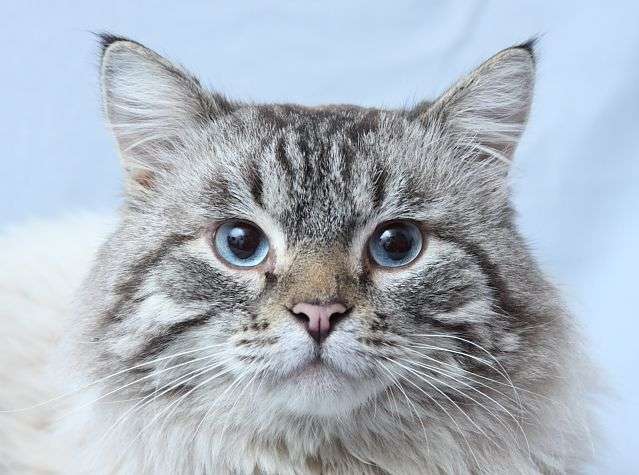 Голубоглазый красавец по имени Балу! Невский маскарадный кот в дар.