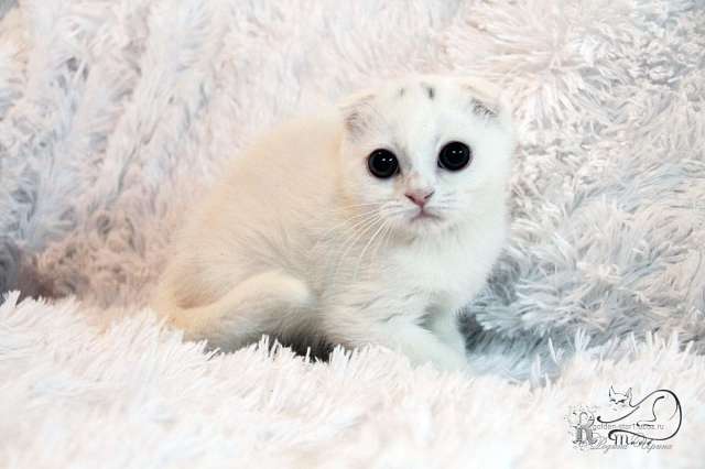 Белые Вислоухие Коты Фото