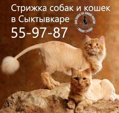Cстрижка собак,кошек в Сыктывкаре 55-97-87