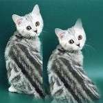 Британские и вислоухие котята продаю на выставке ввц пав 12