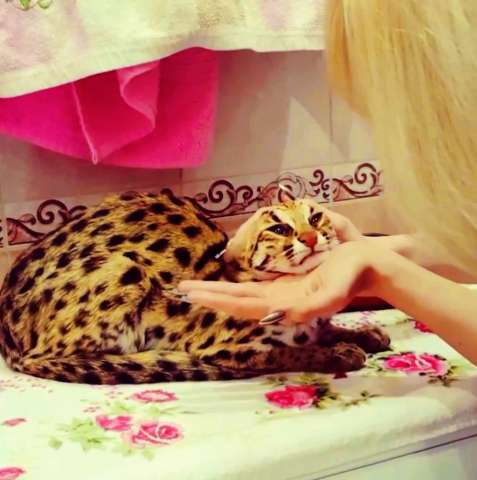 Продам котят АЛК( азиатской леопардовой кошки) Продам котят АЛК( азиатской леопардовой кошки)