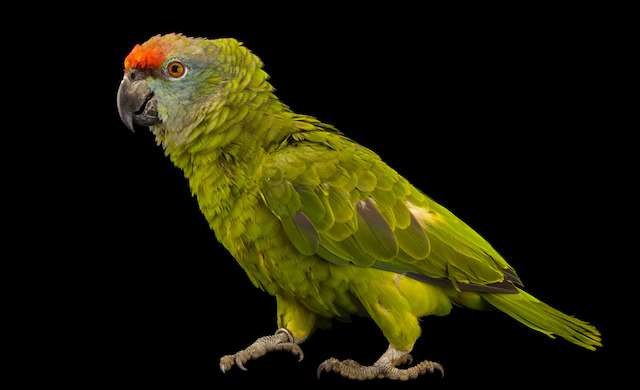 Амазон фестивальный (Amazona festiva) - ручные птенцы из питомника