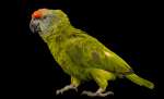 Амазон фестивальный (Amazona festiva) - ручные птенцы из питомника