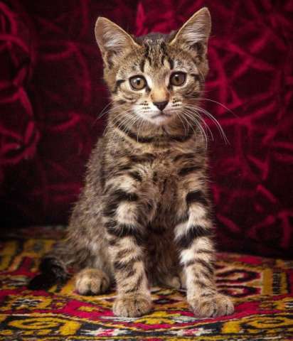 Полосатое чудо по имени Амур. Очаровательный котенок в дар.