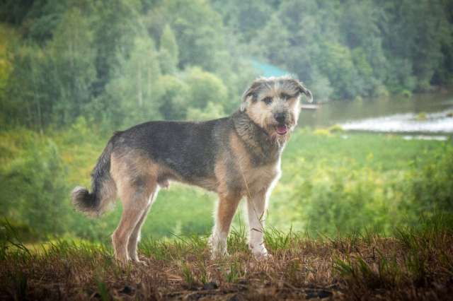 Шуня - серебряный пёс с золотым характером