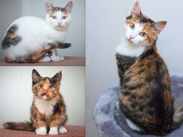Три маленьких счастья в поисках дома! Трехцветные котята в дар (5 мес, уже стерилизованы).