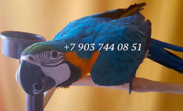 Сине желтый ара (Ara ararauna) - ручные птенцы из питомника
