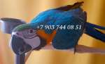 Сине желтый ара (Ara ararauna) - ручные птенцы из питомника