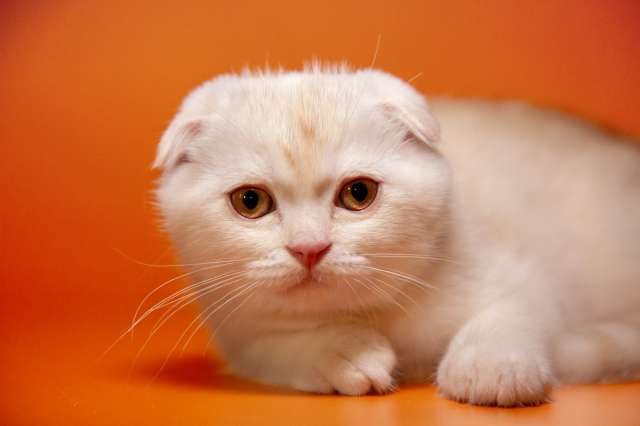 Шотландский котик с глазами цвета янтаря
