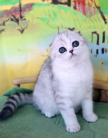 Серебристый котик с изумрудными глазами