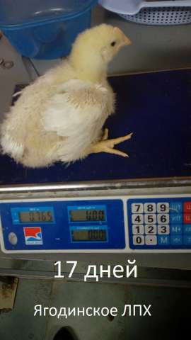 Цыплята бройлерные Кобб 500, Кобб 700 (Арбор Айкриес), корма для птицы.