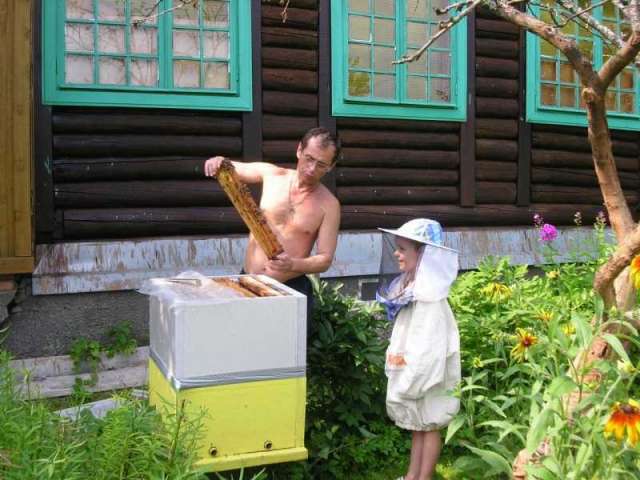 зимовалые семьи пчел.Пчелопакеты