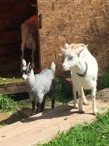 Продаются две зааненские козы