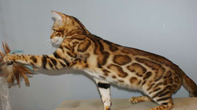 Элитные бенгальские котята из питомника Leopardetta