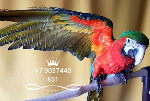 Арлекин (гибрид попугаев ара) - ручные птенцы из питомника