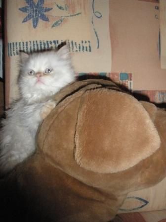 персидские котята, 1,5 месяца, ласковые, кушают всё, к лотку приучены