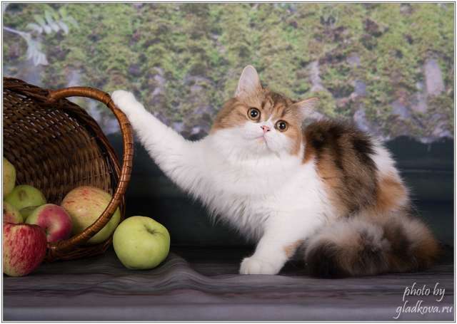 Шотландская красавица-кошка в добрые руки
