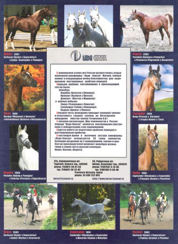 Продажа лошадей - horses for sale