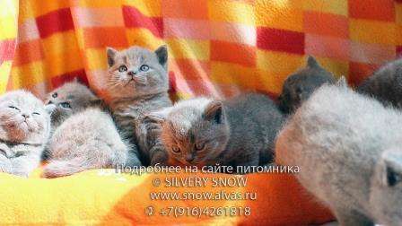 Британские котята из питомника Silvery Snow г. Москва