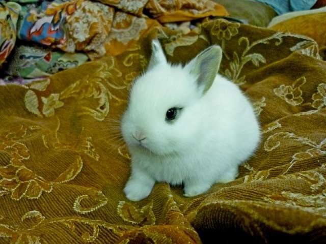 Крольчата Карликового Французского Хотота (Декоративный кролик)