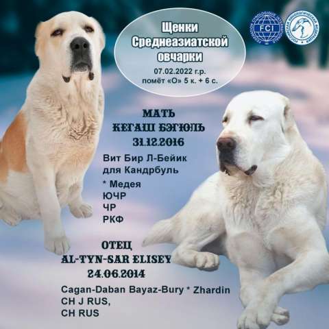 Все породы собак в Казахстане: Алабай
