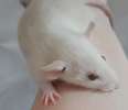 Ласковые малыши крысята 1 месяц