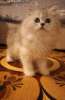 Котёнок персидская шиншилла