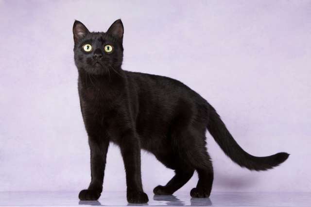 Черный кот Василий в дар