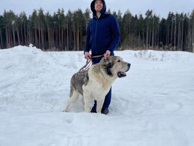 Самый добрый алабай ищет своего человека!