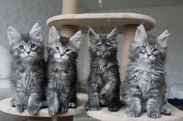 Котята мейн кун! Котята мейн кун!