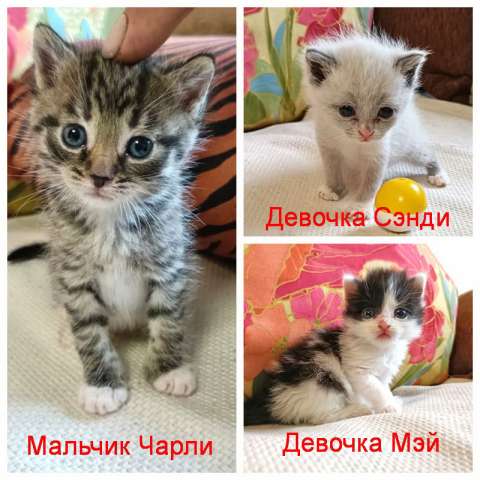 Крошечки-котята, мальчик и девочки ищут дом Крошечки-котята, мальчик и девочки ищут дом