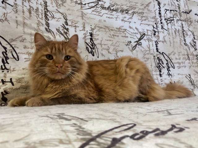 Рыжий кот Абрикос ищет дом!